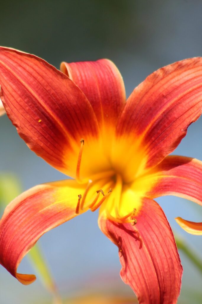 Lily