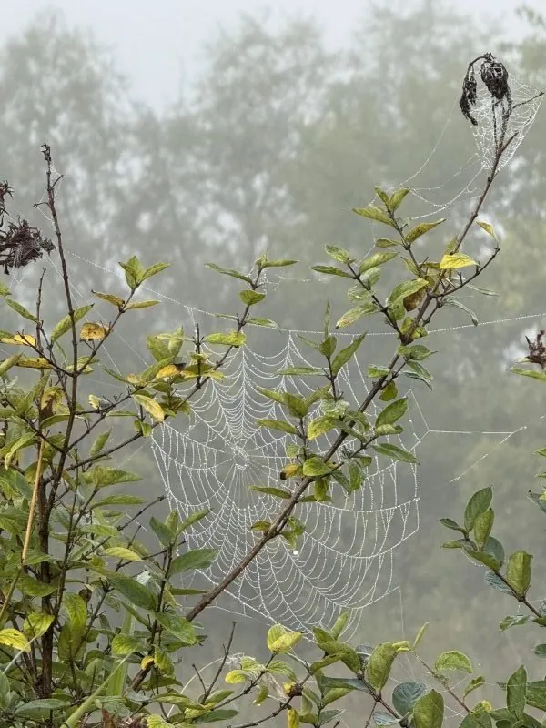 Next gen web by Reggie Nelson