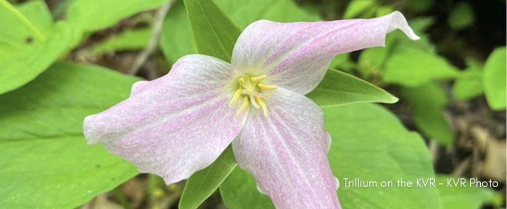 Trillium at the kickapoo valley reserve