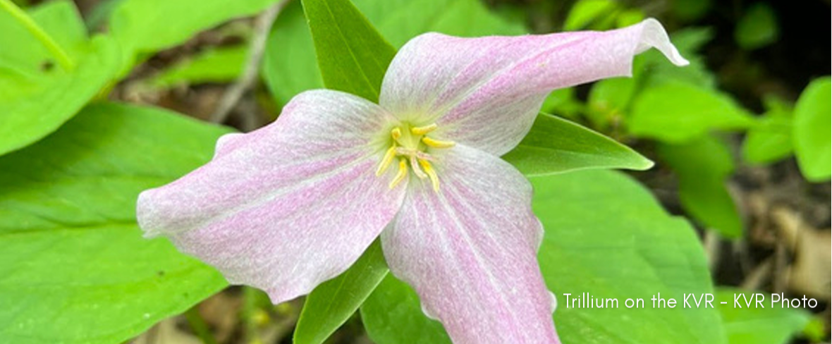 Trillium at the kickapoo valley reserve