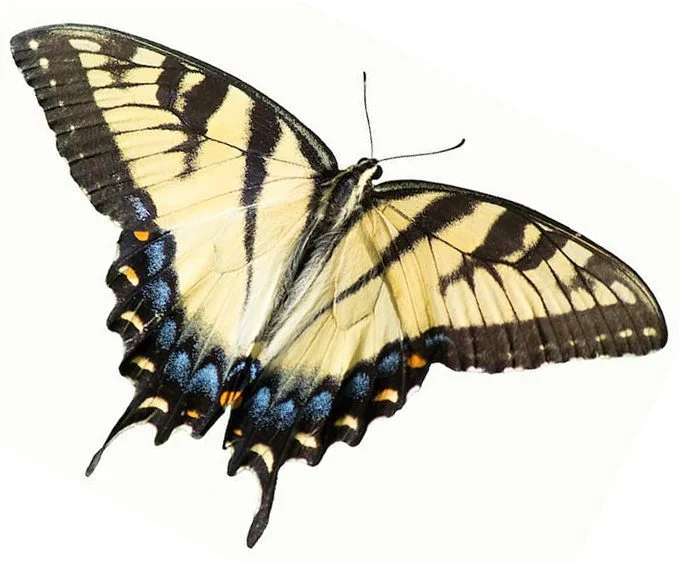 Eastern swallowtail